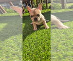 Puppy 5 French Bulldog
