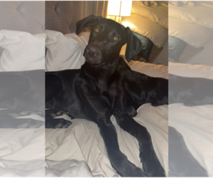 Labrador Retriever-Unknown Mix Dogs for adoption in Boston, MA, USA
