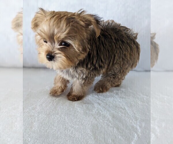 Medium Photo #2 Yorkshire Terrier Puppy For Sale in ESTERO, FL, USA