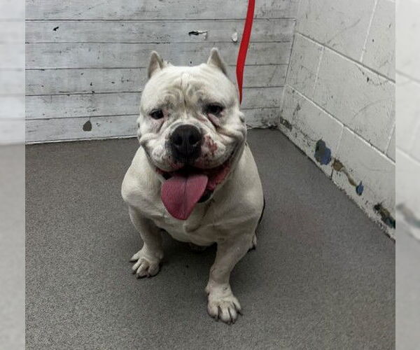 Medium Photo #1 Bulldog-Unknown Mix Puppy For Sale in San Bernardino, CA, USA