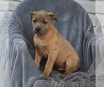 Small Photo #1 Cane Corso Puppy For Sale in MYERSTOWN, PA, USA