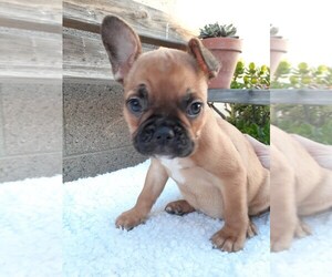 French Bulldog Puppy for sale in LOS ANGELES, CA, USA