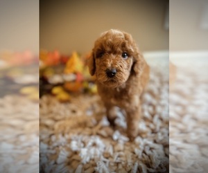 Poodle (Standard) Puppy for Sale in CROSSVILLE, Tennessee USA