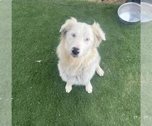 Australian Shepherd Dogs for adoption in HESPERIA, CA, USA