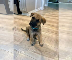 German Shepherd Dog-Unknown Mix Dogs for adoption in Duluth, MN, USA