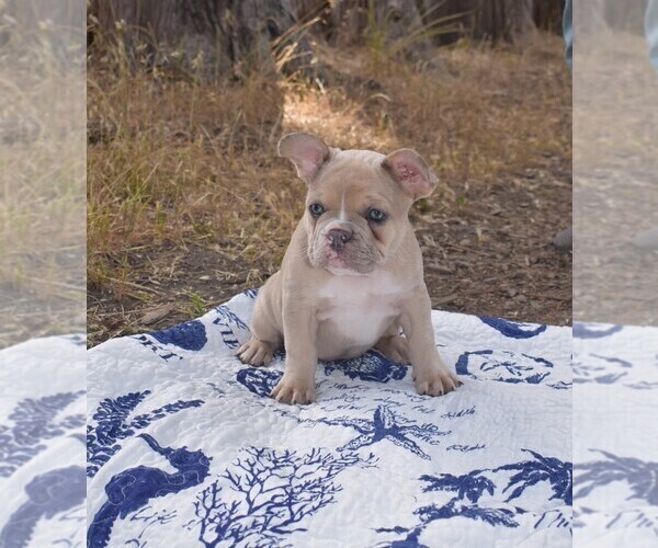 Medium Photo #5 French Bulldog Puppy For Sale in MOSS BEACH, CA, USA