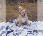 Small #4 French Bulldog