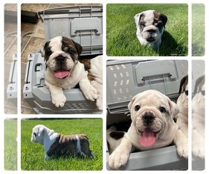Bulldog Puppy for sale in NEW PLYMOUTH, ID, USA