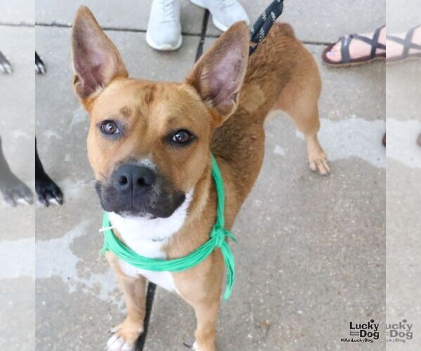 Medium Photo #6 Boxer-Unknown Mix Puppy For Sale in Washington, DC, USA