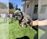 Small #2 French Bulldog