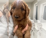 Puppy Puppy 2 Goldendoodle