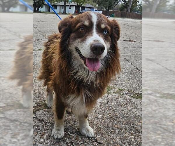 Medium Photo #1 Australian Shepherd Puppy For Sale in Pasadena, TX, USA