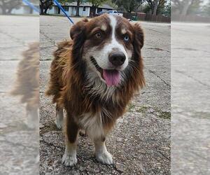Australian Shepherd Dogs for adoption in Pasadena, TX, USA