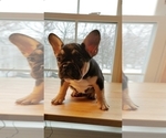 Small Photo #10 French Bulldog Puppy For Sale in MANHATTAN, NY, USA