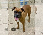 Small #2 Boxer