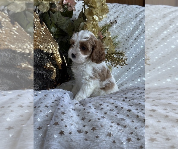 Medium Photo #7 Cavapoo Puppy For Sale in GREENVILLE, MO, USA