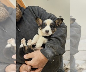 Pembroke Welsh Corgi Puppy for sale in MILTON, WI, USA