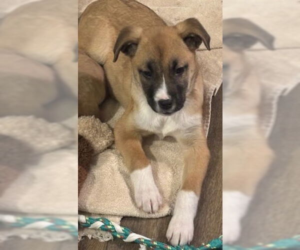 Medium Photo #3 Shepradors Puppy For Sale in Princeton, MN, USA