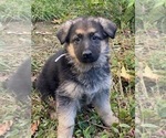Small Photo #1 German Shepherd Dog Puppy For Sale in RIVERDALE, MD, USA