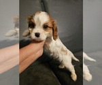 Small Photo #2 Cavalier King Charles Spaniel Puppy For Sale in SAINT PETERSBURG, FL, USA