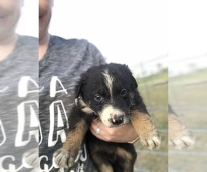 Border Collie Puppy for sale in IOLA, TX, USA