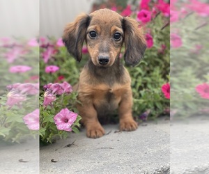 Dachshund Puppy for sale in CANOGA, NY, USA