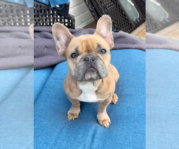 Medium Photo #5 French Bulldog Puppy For Sale in Brights Grove, Ontario, Canada