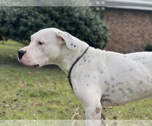 Father of the Dogo Argentino puppies born on 02/18/2022