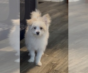 Pom-A-Poo Puppy for sale in FLORENCE, SC, USA
