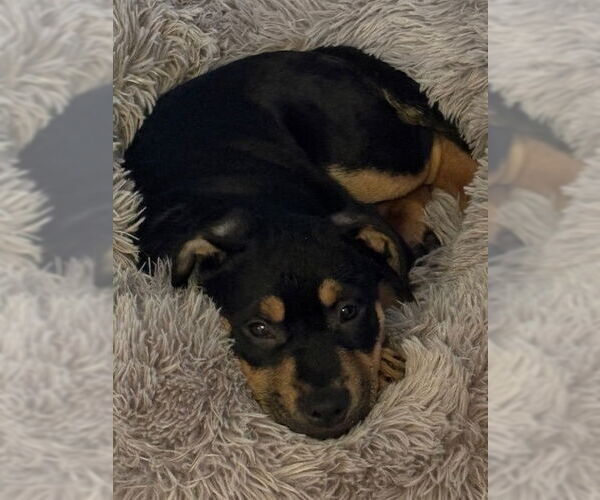 Medium Photo #6 Rottweiler-Unknown Mix Puppy For Sale in Canal Winchester, OH, USA
