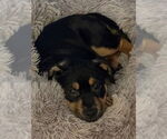 Small #5 Rottweiler Mix