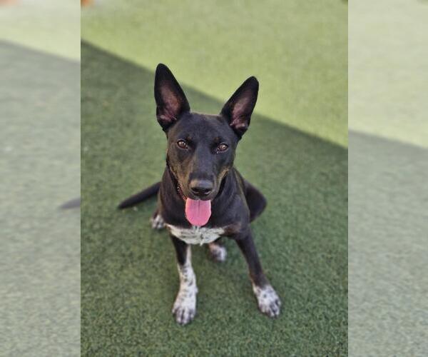 Medium Photo #18 Mutt Puppy For Sale in Rockwall, TX, USA