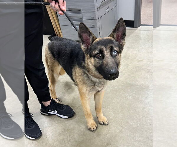 Medium Photo #2 German Shepherd Dog Puppy For Sale in Pierceton , IN, USA