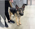 Small #1 German Shepherd Dog