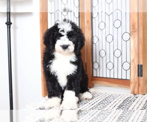 Bernese Mountain Dog Puppy for sale in NAPLES, FL, USA