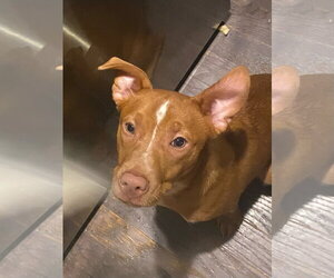 Campbell - Female Mutt Dog for Adoption - Photo #6