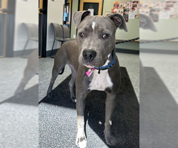 Medium Photo #1 Mutt Puppy For Sale in Fort Collins, CO, USA