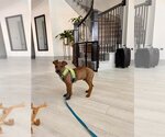 Small #4 Jack Russell Terrier-Labrador Retriever Mix