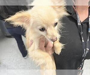 Chihuahua-Unknown Mix Dogs for adoption in Houston, TX, USA