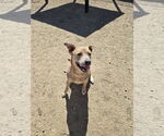 Small Mountain Cur Mix