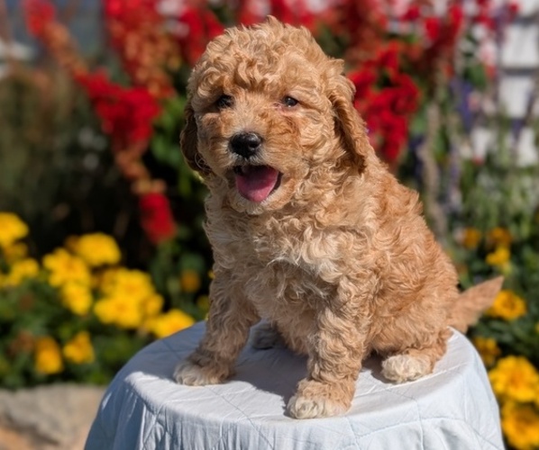 Medium Photo #2 Goldendoodle (Miniature) Puppy For Sale in GOSHEN, IN, USA