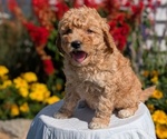 Small #1 Goldendoodle (Miniature)