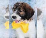 Small Photo #3 Poodle (Standard)-Saint Berdoodle Mix Puppy For Sale in HOLDEN, MO, USA