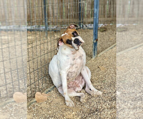 Medium Photo #6 Boxer Puppy For Sale in Austin, TX, USA