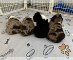 Small Photo #22 Miniature Australian Shepherd Puppy For Sale in NEW PORT RICHEY, FL, USA