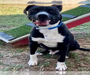 American Pit Bull Terrier Dogs for adoption in Riverside, CA, USA