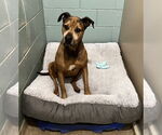 Small #14 Bullmastiff-German Shepherd Dog Mix