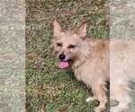 Small Photo #6 Norwich Terrier-Unknown Mix Puppy For Sale in Holly Springs, NC, USA