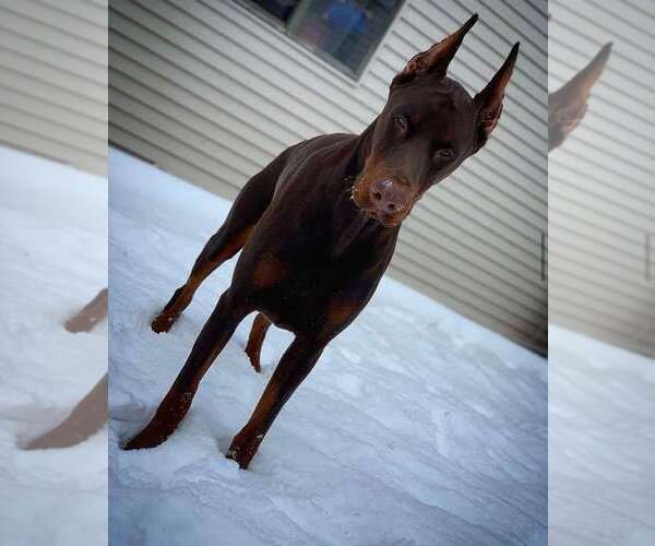Medium Photo #19 Doberman Pinscher Puppy For Sale in FORT LAUDERDALE, FL, USA