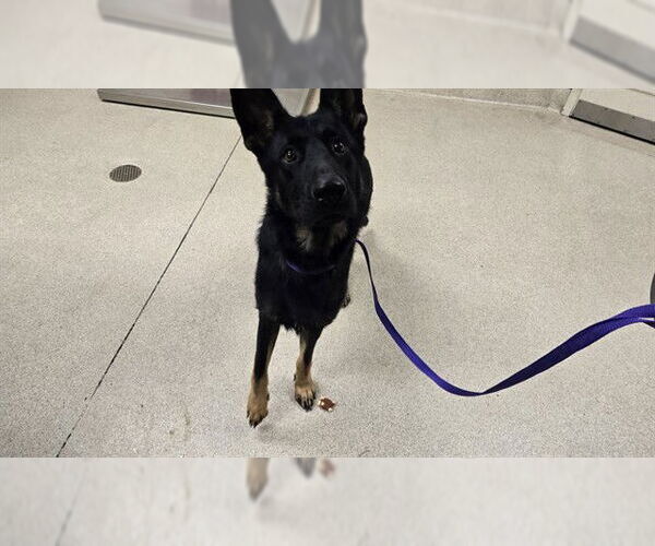 Medium Photo #1 German Shepherd Dog Puppy For Sale in Riverside, CA, USA